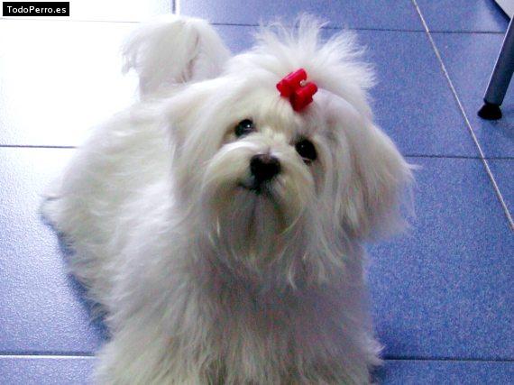 Foto del perro Romi