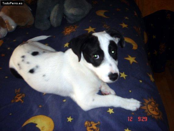 Foto del perro Coco
