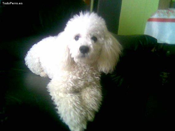 Foto del perro Carusso