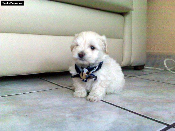 Foto del perro Tango