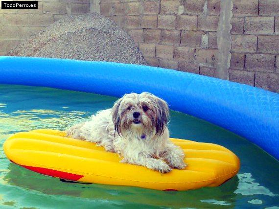 Foto del perro Cachi