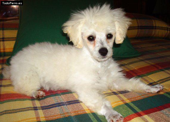 Foto del perro Susi