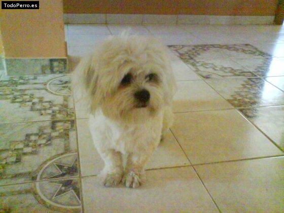 Foto del perro Chiki