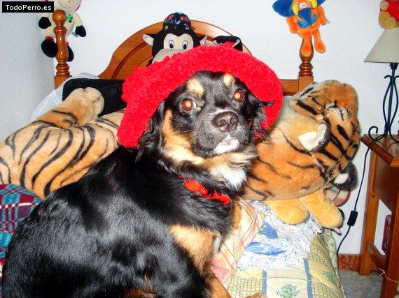 Foto del perro Boby