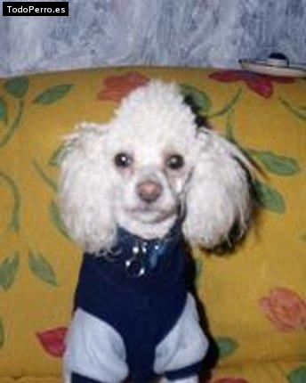 Foto del perro Brandy