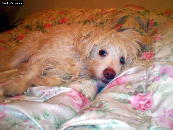 Foto del perro Tovy