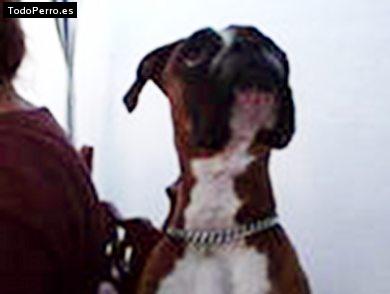 Foto del perro Trinity