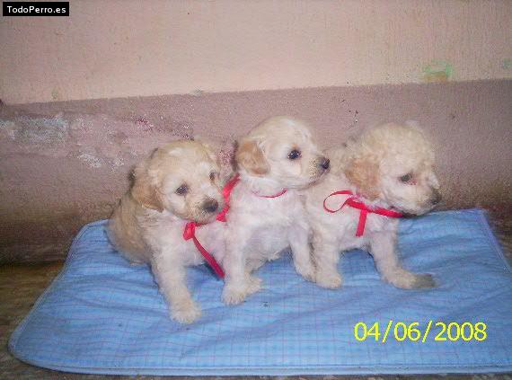 Foto del perro Canelita, muñeca y bebé oso