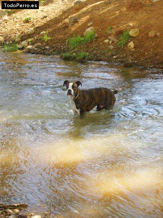 Foto del perro Roko