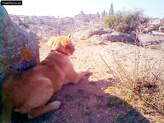 Foto del perro Pancho