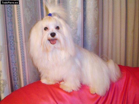 Foto del perro Wayatt
