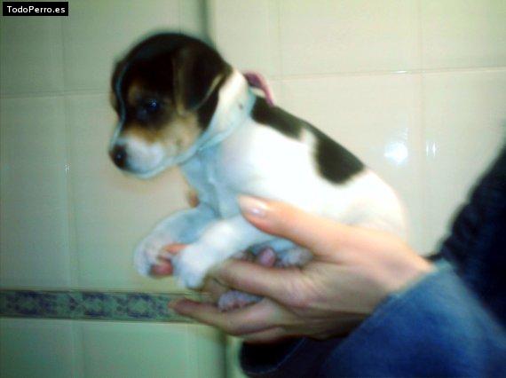 Foto del perro Rumba