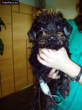 Foto del perro Bonic