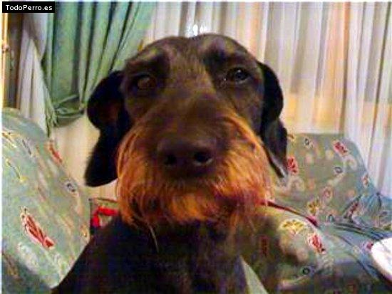 Foto del perro Nancy