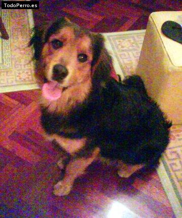 Foto del perro Coqui