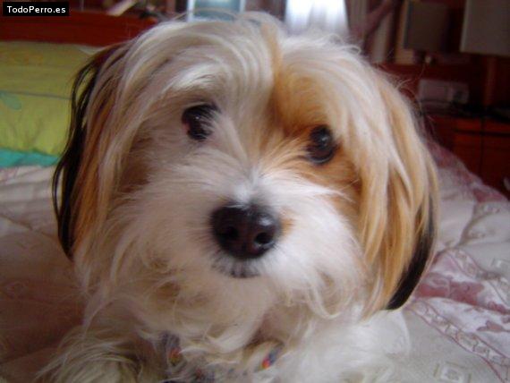 Foto del perro Niuska