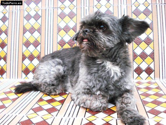 Foto del perro Junior