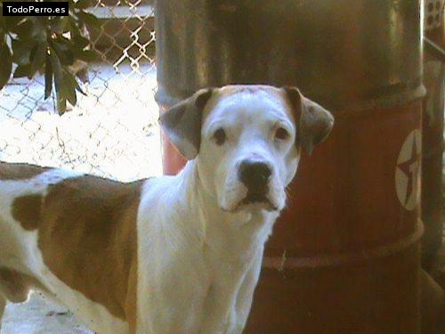 Foto del perro Bruno