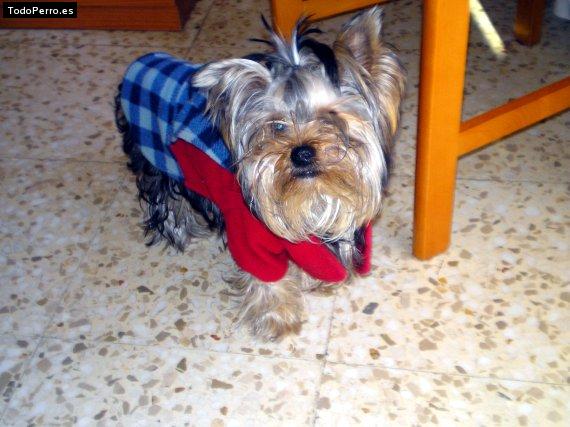 Foto del perro Bruto