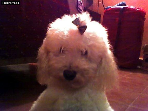 Foto del perro Nick