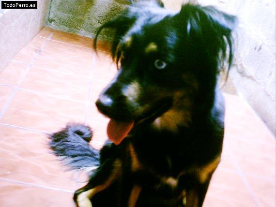 Foto del perro Tamara