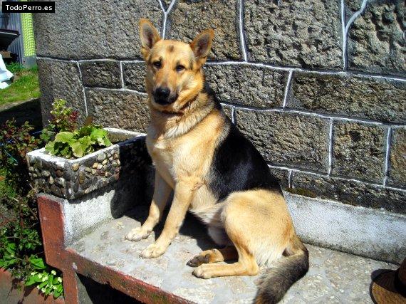 Foto del perro Txolo
