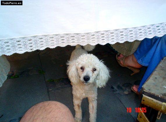 Foto del perro Cuco