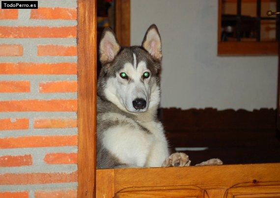 Foto del perro Cron