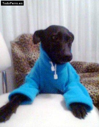 Foto del perro Negrito