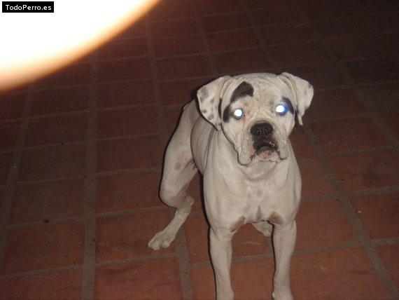 Foto del perro Sckot