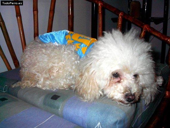 Foto del perro Brenda