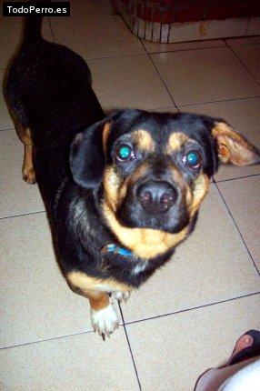 Foto del perro Stuard
