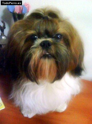 Foto del perro Brandy