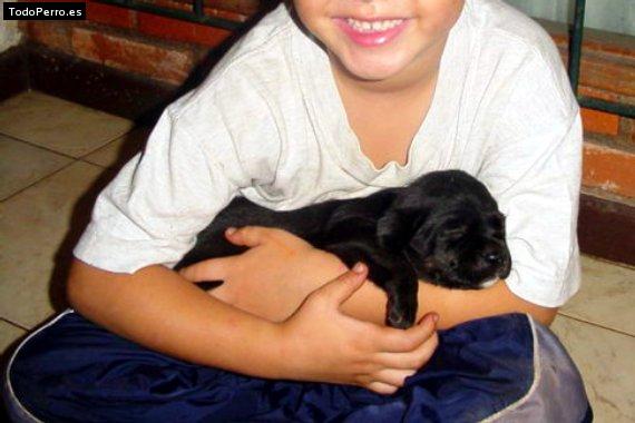 Foto del perro Negrasa