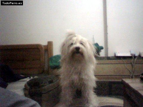 Foto del perro Colimocha