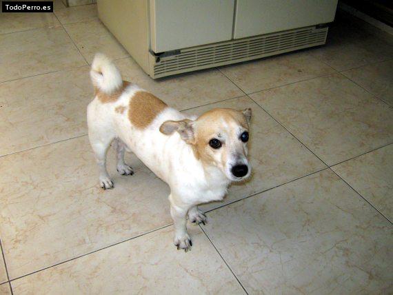 Foto del perro Ruffo