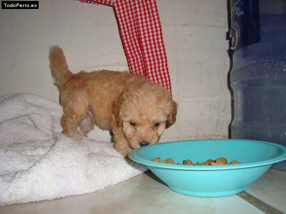 Foto del perro Toy