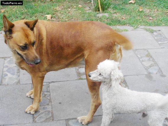 Foto del perro Casatta