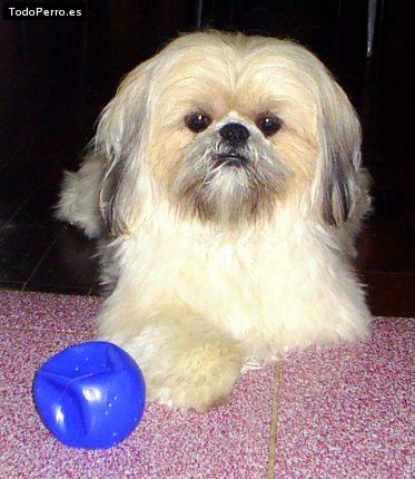 Foto del perro Tommy