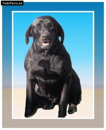 Foto del perro Rusty