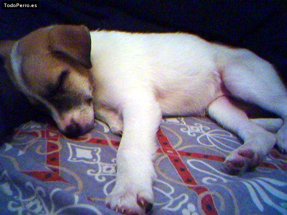 Foto del perro Samanta