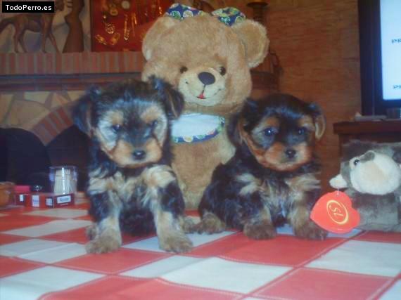Foto del perro Tob