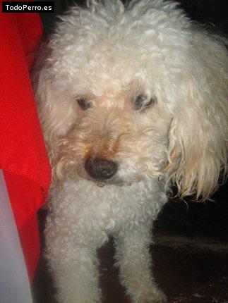 Foto del perro Niño