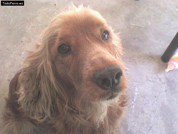 Foto del perro Chicha candela