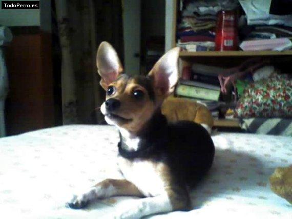 Foto del perro Brandy