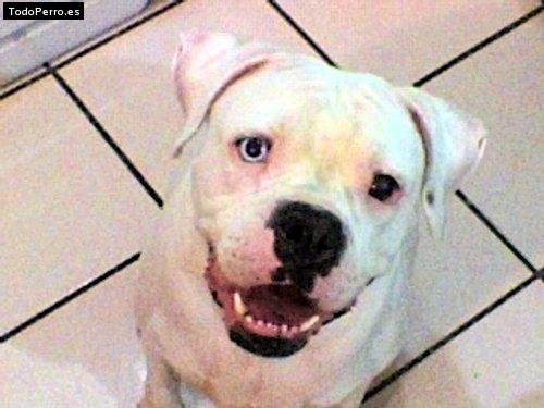 Foto del perro Wera