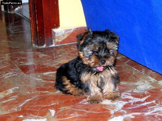 Foto del perro Terry