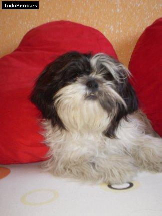 Foto del perro Indio