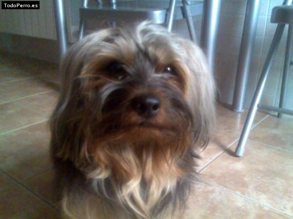 Foto del perro Capri