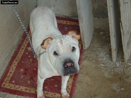 Foto del perro Tobby
